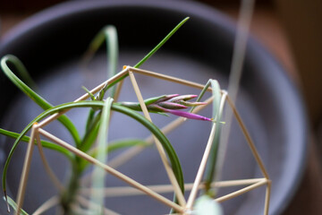 チランジアインターメディアとヒンメリ