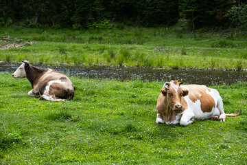 Cows herd grazing in meadow by stream.