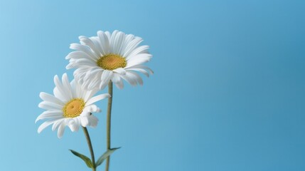 Chamomile flower blossom in garden with blue sky background. Generative AI.