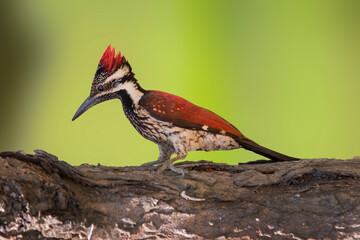red backed woodpecker