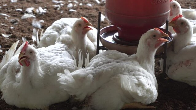 On a hot day or during the summer, a white broiler sips cold water from a cup. Summer days have a higher mortality rate. Painting of an overweight chicken on a farm inside.