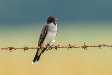 Eastern Kingbird Singing Perched on Wire