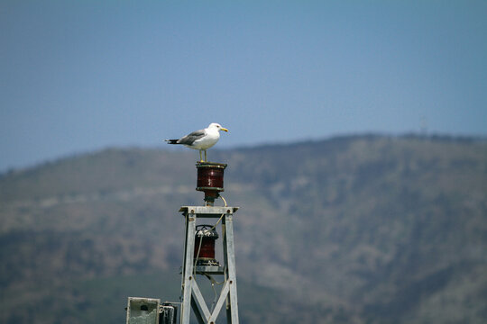Seagull resting on a lighthouse