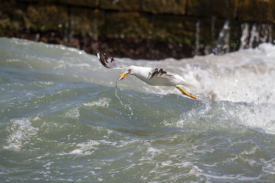 Seagull breakfast