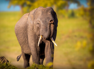 elephant in the wild