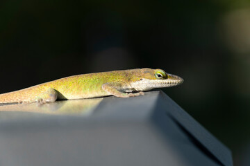 Small Green Lizard Sitting in the Sunlight