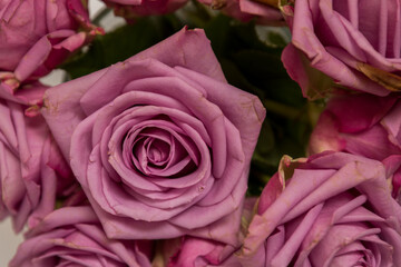 pink roses on a white background