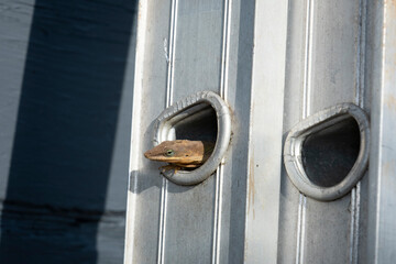 Small Lizard in the Rung of a Ladder