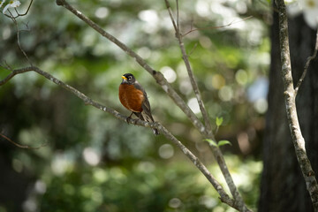An American Robin sitting in the Branches of a Dogwood Tree in Spring