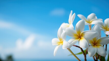 White frangipani flower against a blue sky. Generative AI.
