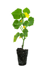 Green cucumber plant with yellow flowers and small vegetables, stem and root with soil, isolated