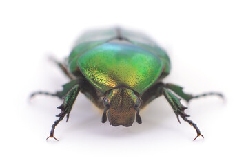 Green beetle isolated.