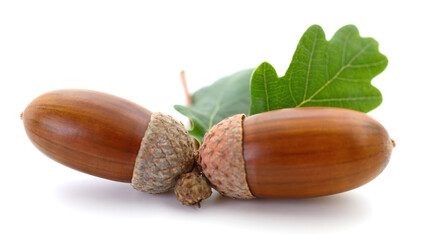 Oak acorns with leaf. - 611697605