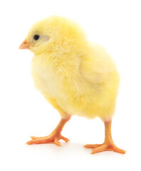 Small yellow chicken
