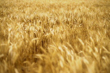 Ears of wheat.