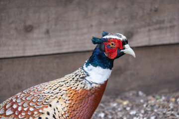close up of a male pheasant