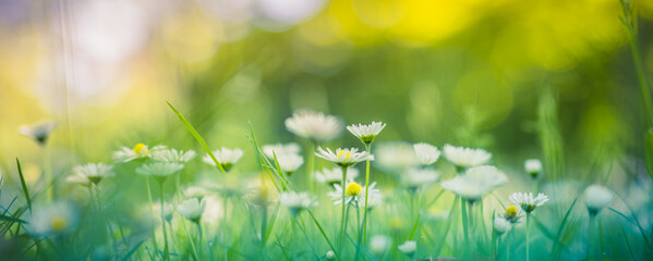 Peaceful soft focus daisy meadow landscape. Beautiful grass, sunny fresh green blue foliage. Tranquil spring summer nature closeup. Blurred forest field background. Idyllic bright nature happy flowers
