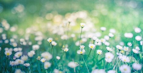 Peaceful soft focus daisy meadow landscape. Beautiful grass, sunny fresh green blue foliage. Tranquil spring summer nature closeup. Blurred forest field background. Idyllic bright nature happy flowers
