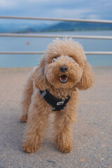 Portrait of an adorbale mixed breed puppy