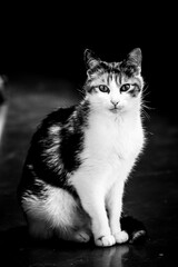 Obraz premium Portrait d'une chatte blanche et tigrée assise dans la maison