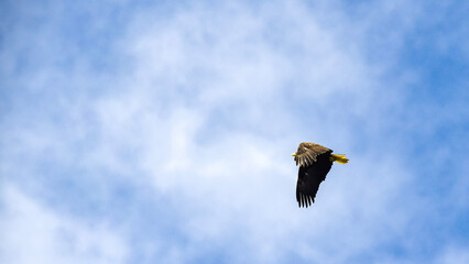 eagle in flight