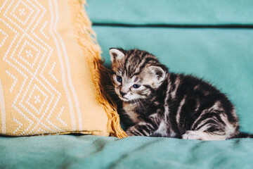 Adorable bébé chaton tigré assis sur le canapé à la maison