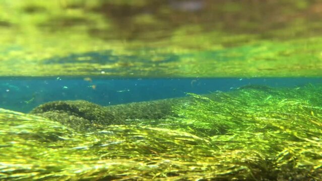 静岡県の清流柿田川の水面から水中へ