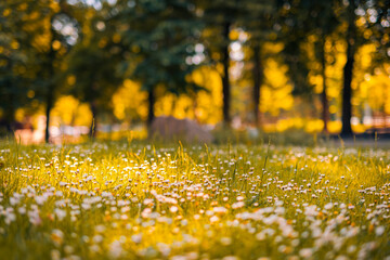 Relaxing soft focus sunset field landscape of yellow flowers grass meadow warm golden hour sunset...