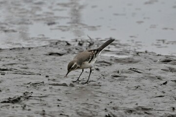 Citrine Wagtail