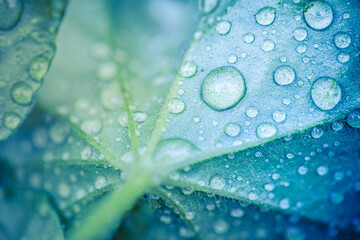 Beauty in nature. Relaxing soft blue green colors, macro water drops of dew in morning glow in...