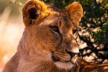 portrait of a lion cub