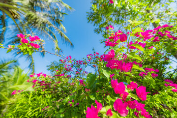 Romantic love flowers. Pink bougainvillea floral background, blurred sunny lush foliage. Exotic...