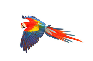 Scarlet macaw parrot flying isolated on transparent background png file