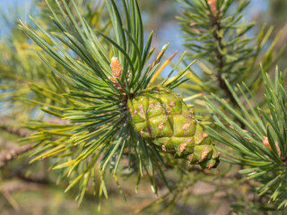 Fototapeta premium cone on a pine branch in summer