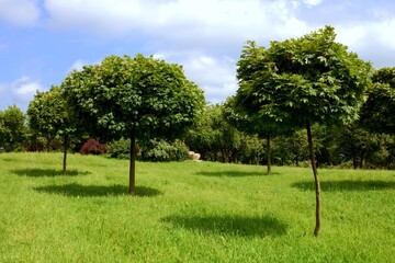 Garden with maple trees Acer platanoides - Globosum ( Ball Maple )