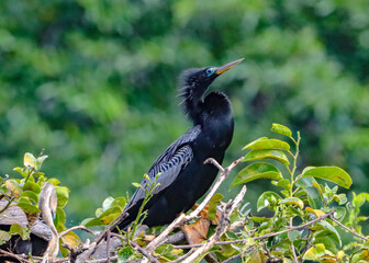 Profile of an Anhinga with bright teal eyeliner.