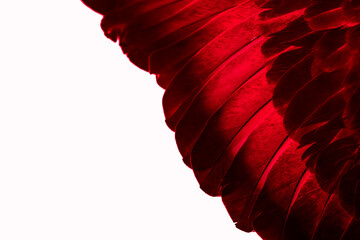 red feather pigeon macro photo. texture or background