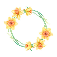 Round frame of yellow daffodils and green leaves on a white background. Hand-drawn watercolor illustration. Spring bright floral wreath. 