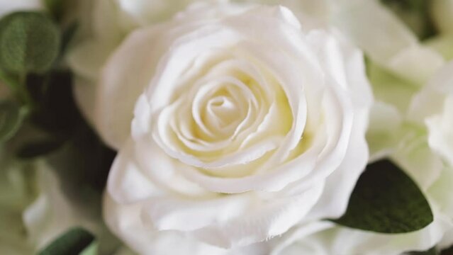 white rose closeup slow motion