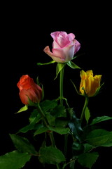 Beautiful Bouquet of roses and flowers, used for love and passion and wedding bells. Shot on a reflective surface in a studio with a dark black background.Beautiful Vintage, stacked on top