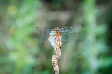Dragonfly on a blade of grass.