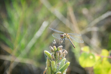 Dragonfly on a blade of grass.