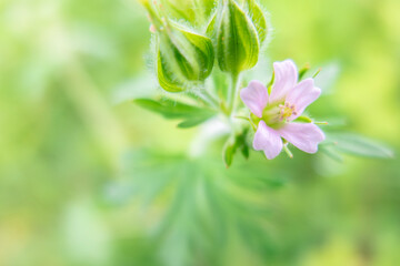 アメリカ原産のアメリカフウロ