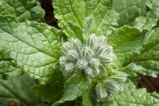 fleur de bourrache