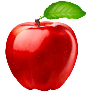 Red apple with stem and leaf realistic illustration hand painting