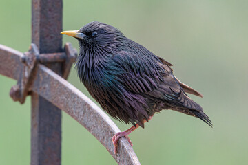 Urban Adaptability Thrives in urban environments, nesting in buildings and foraging in parks and gardens