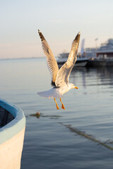 Seagull takes off from a boat in the sea