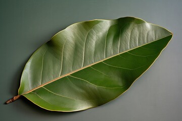 Magnolia Leaf Close-Up with Beautiful Textures and Colors - Botanical Foliage and Flower Twig for your Botany Design. Generative AI