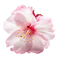 Naklejka premium pink flower isolated on transparent background cutout