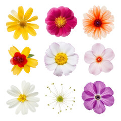 set of flowers isolated on transparent background cutout